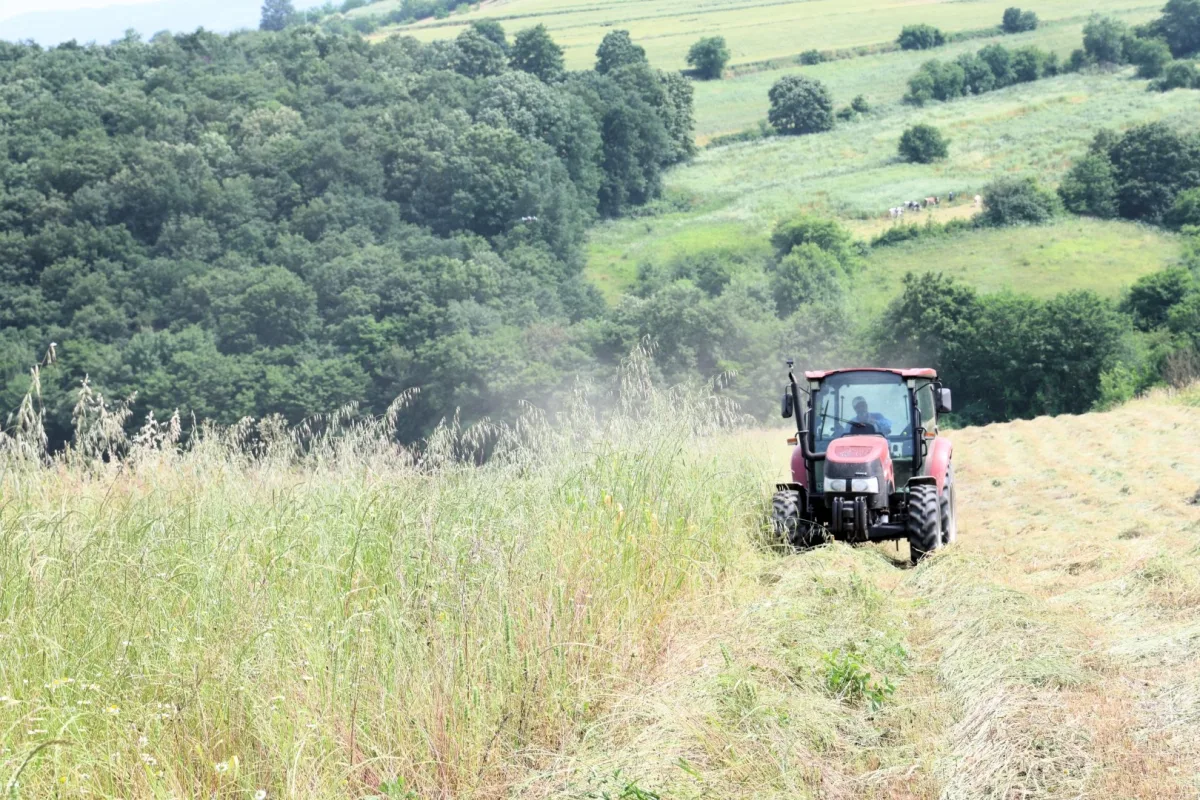 Kocaeli’de 45 bin dekar süt otu hasadı başladı