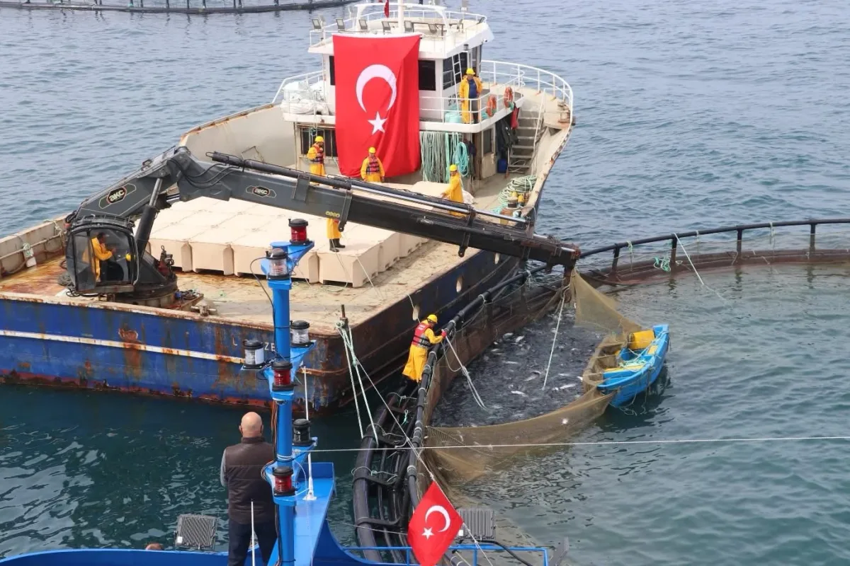 TÜİK: Su Ürünleri Üretiminde Yetiştiricilik Yükseldi