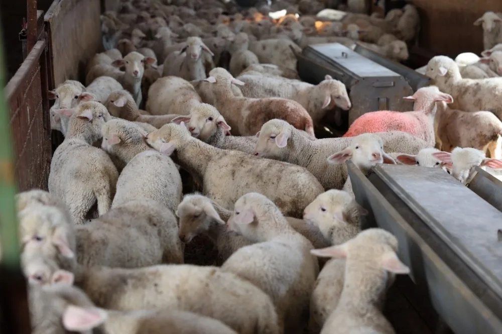 Eskişehir’de 800 Kuzu Doğdu – Yeni Kuşatmada Çiftlikler Parladı