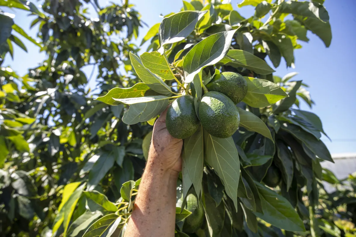 Mersin’de Avokado Üreticileri İlk Hasatını Yaptı