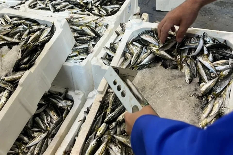 İzmir'de Kaçak Balık Operasyonu: 241 Kilo El Konuldu