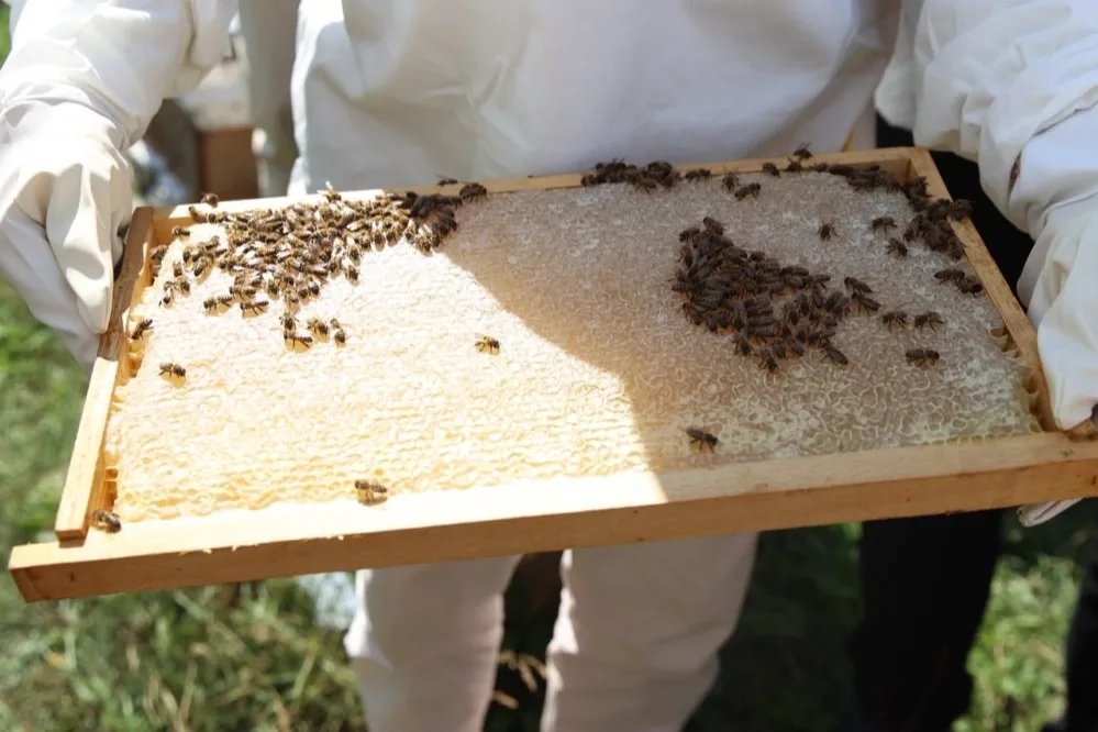 Ordu’da Arıcılara Varroa İlacı Desteği Müjdesi