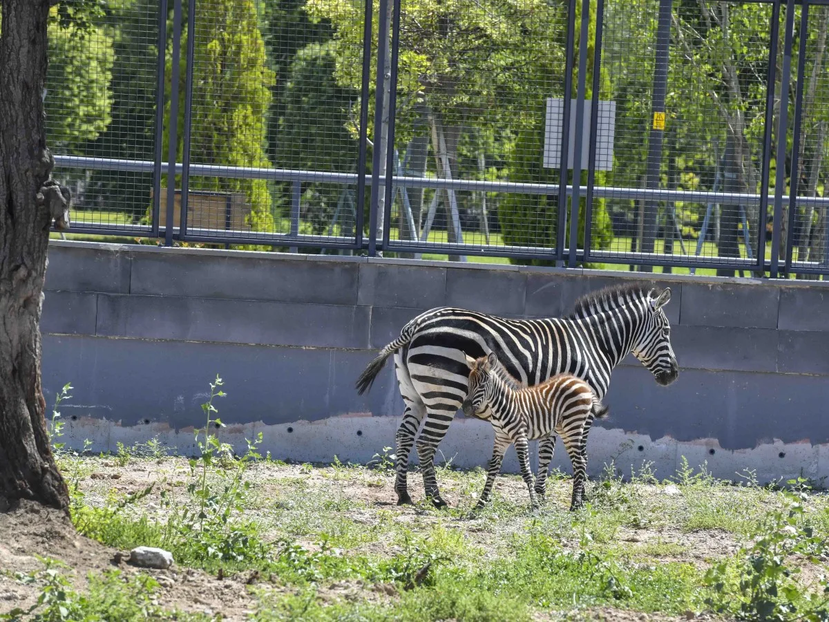 Ankara’da Doğdu: Yavru Zebra Başkent Parkında