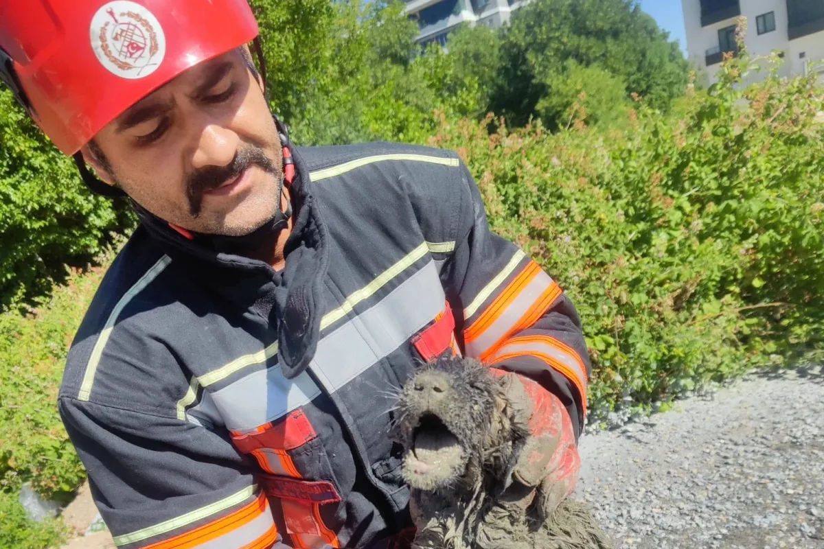 Malatya İtfaiyesi Betona Kalan Köpeği Kurtardı