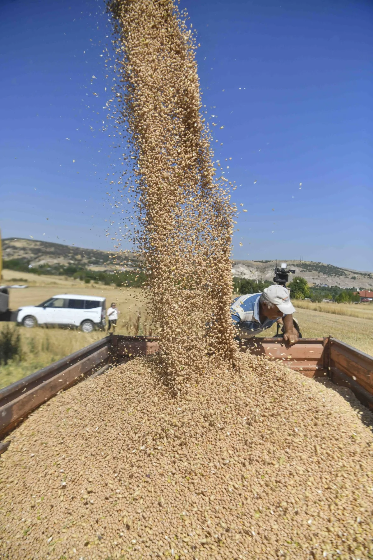 Ankara Büyükşehir 4.762 Çiftçiye 1,5 Milyon Kg Nohut Tohumu Dağıttı