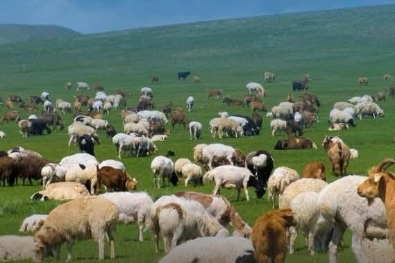Küçükbaşa Destek: Trakya'da son tarih 30 Nisan