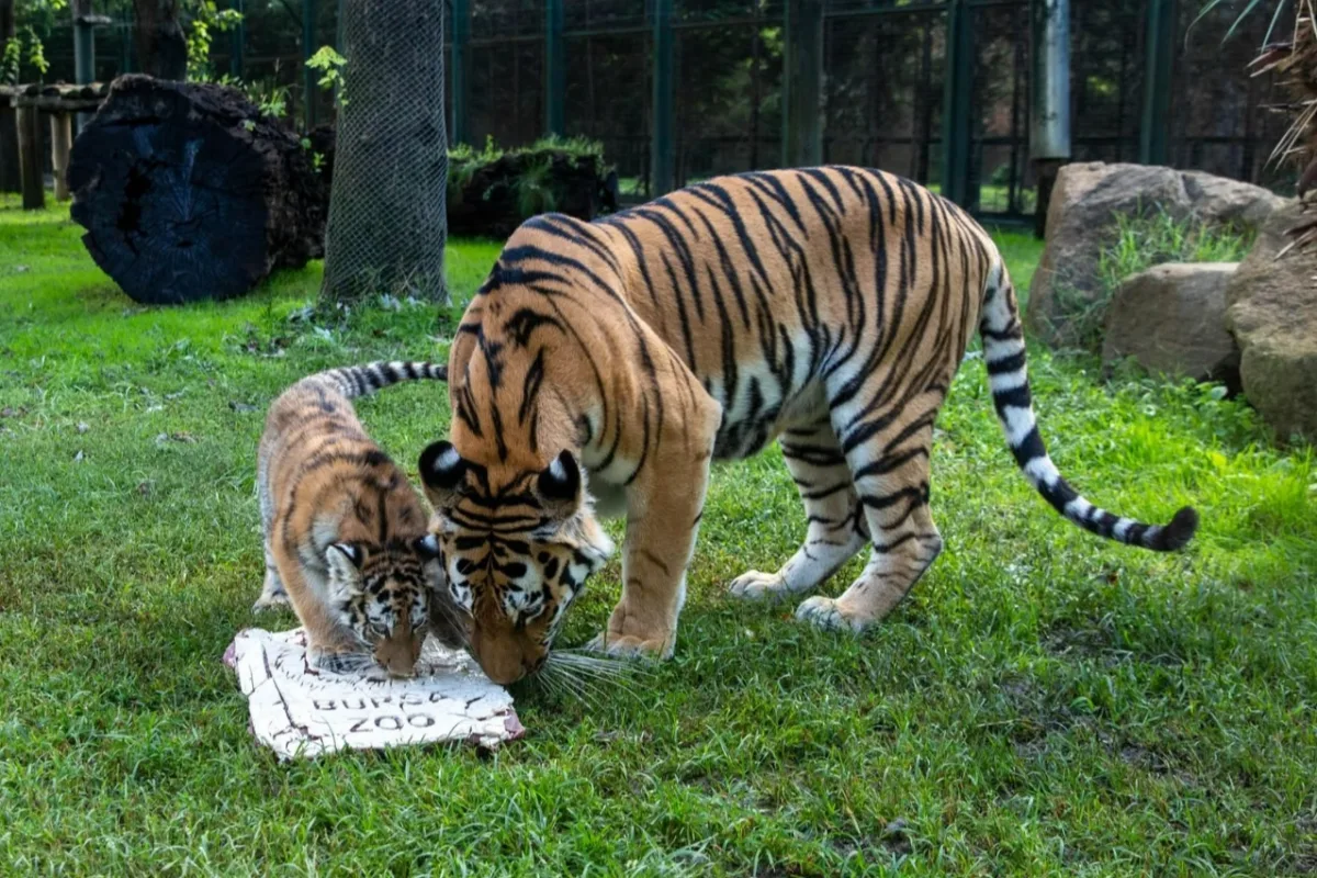 Virginia the Baby Tiger Turns 100 Days at Bursa Zoo