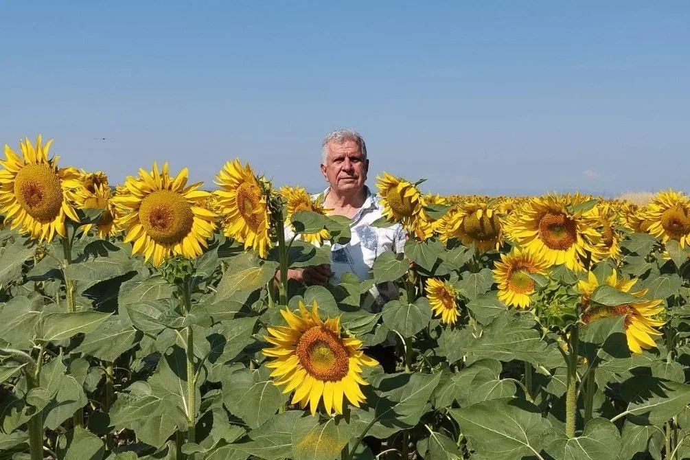 EDİRNE 90 BİN TON AYÇİÇEĞİ ITHALAT, TARIMSAL RAKAM AÇIKLI